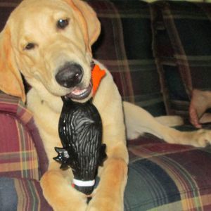 Meet your Posher, Andrew